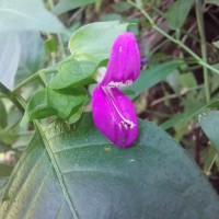 Dicliptera foetida (Forssk.) Blatt.